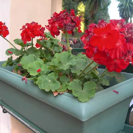 Hotel de apartamente Karmar Dassia (Corfu)